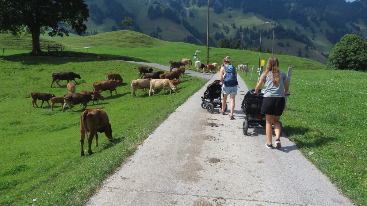 Kühe Rita Güdel.jpg