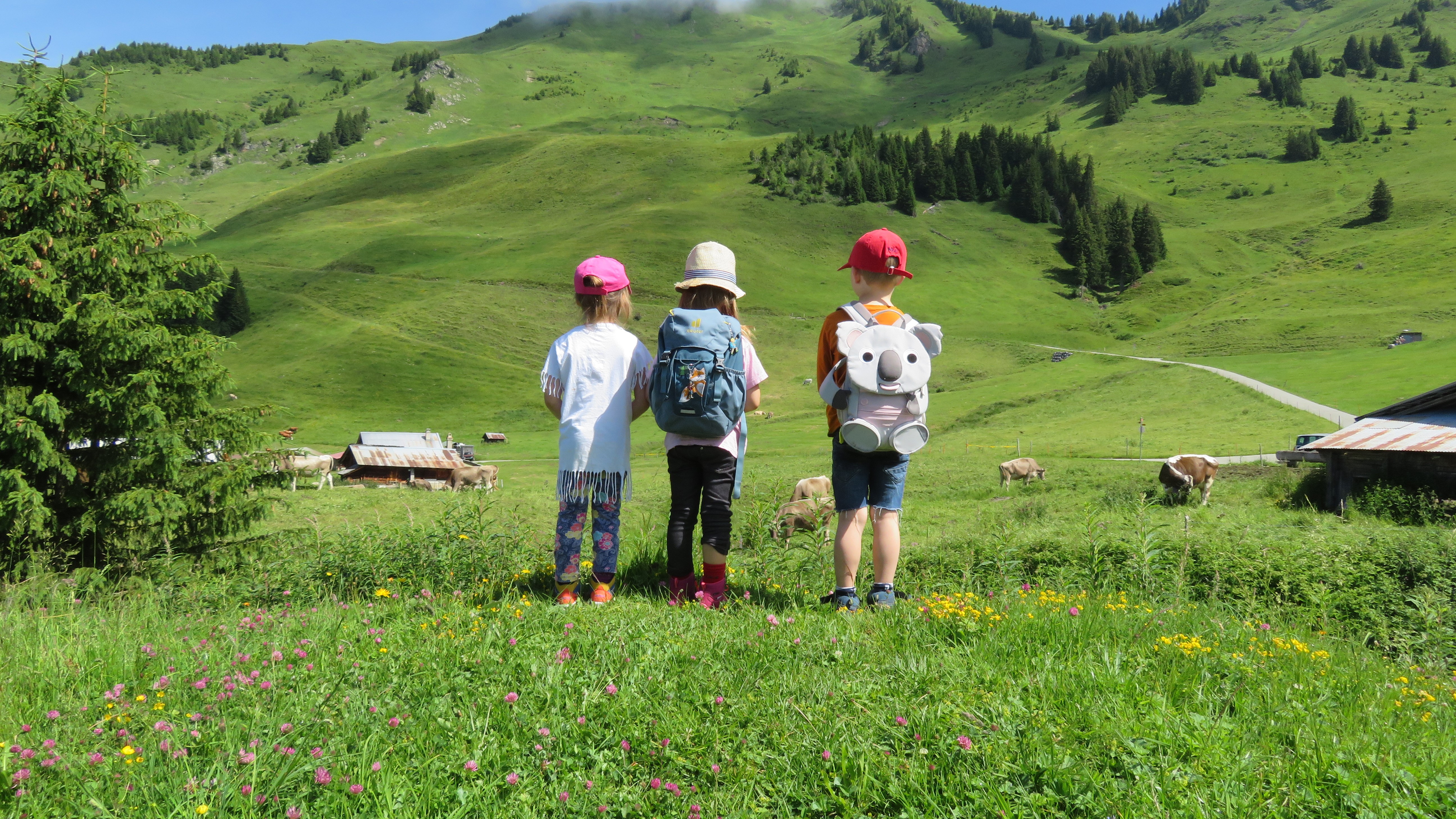 Kühe beobachten.JPG