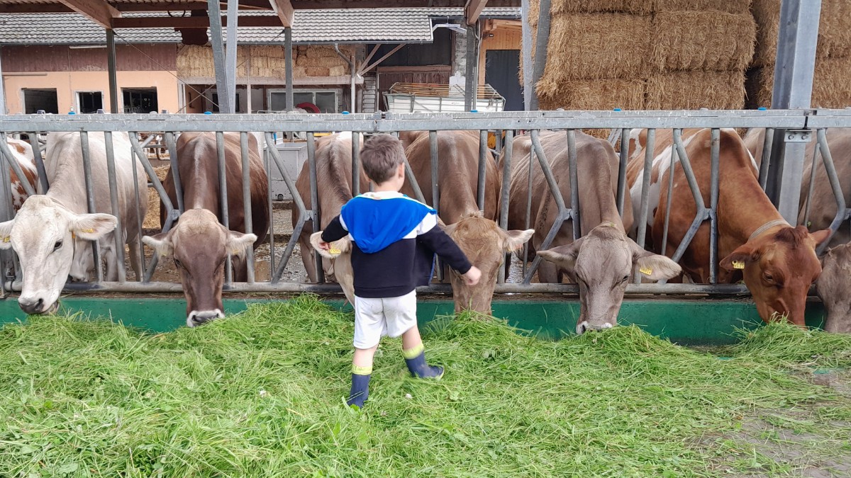 Kleiner Helfer_grosse Kühe.jpg