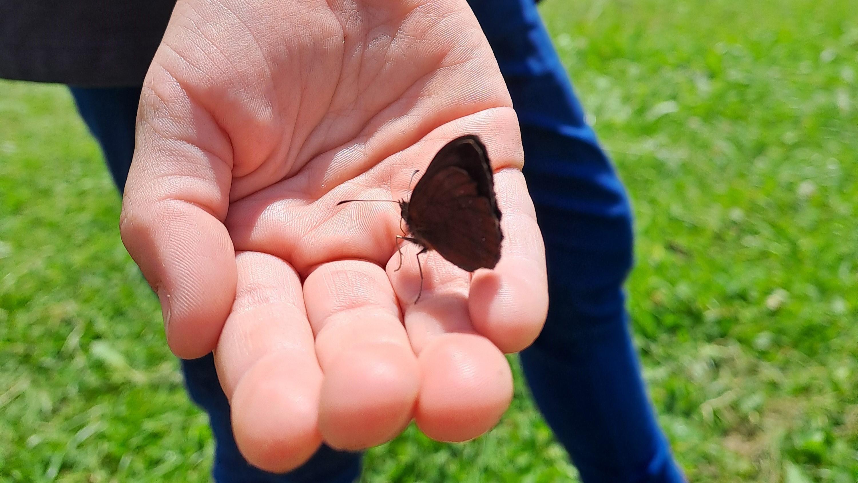 Schmetterling kommt zu Besuch.jpg