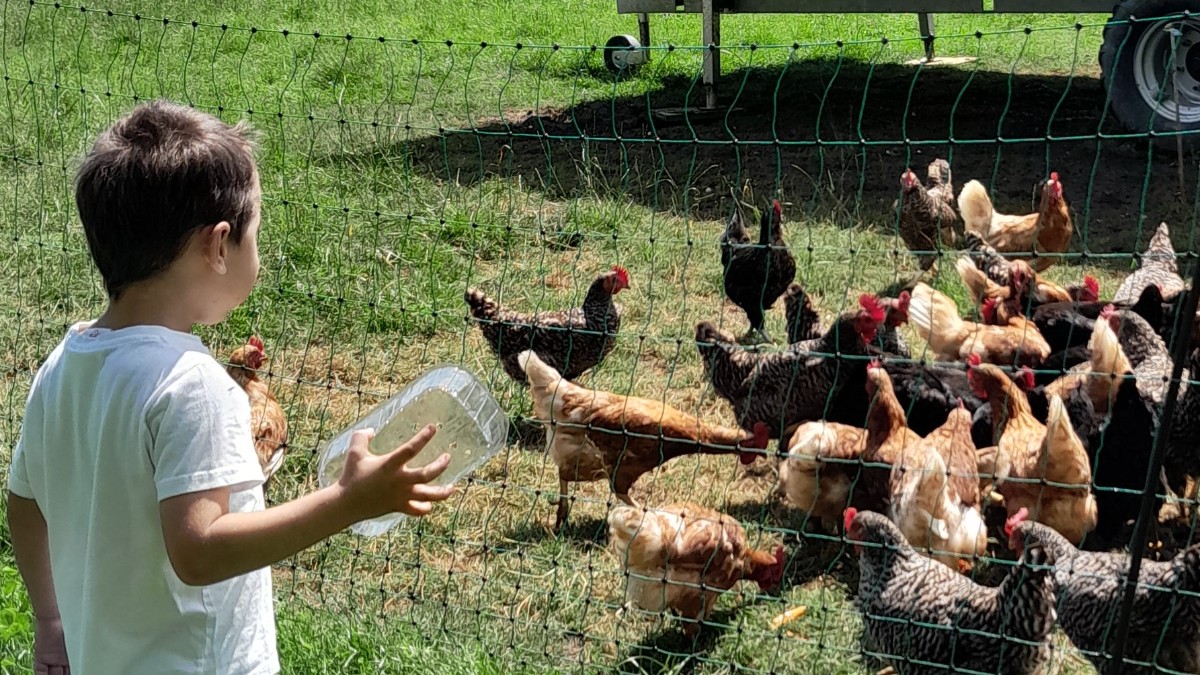 So viele Hühner aufs Mal.jpg